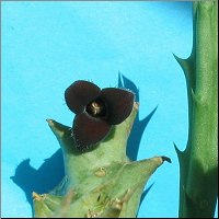 Orbea decaisneana 3 petales